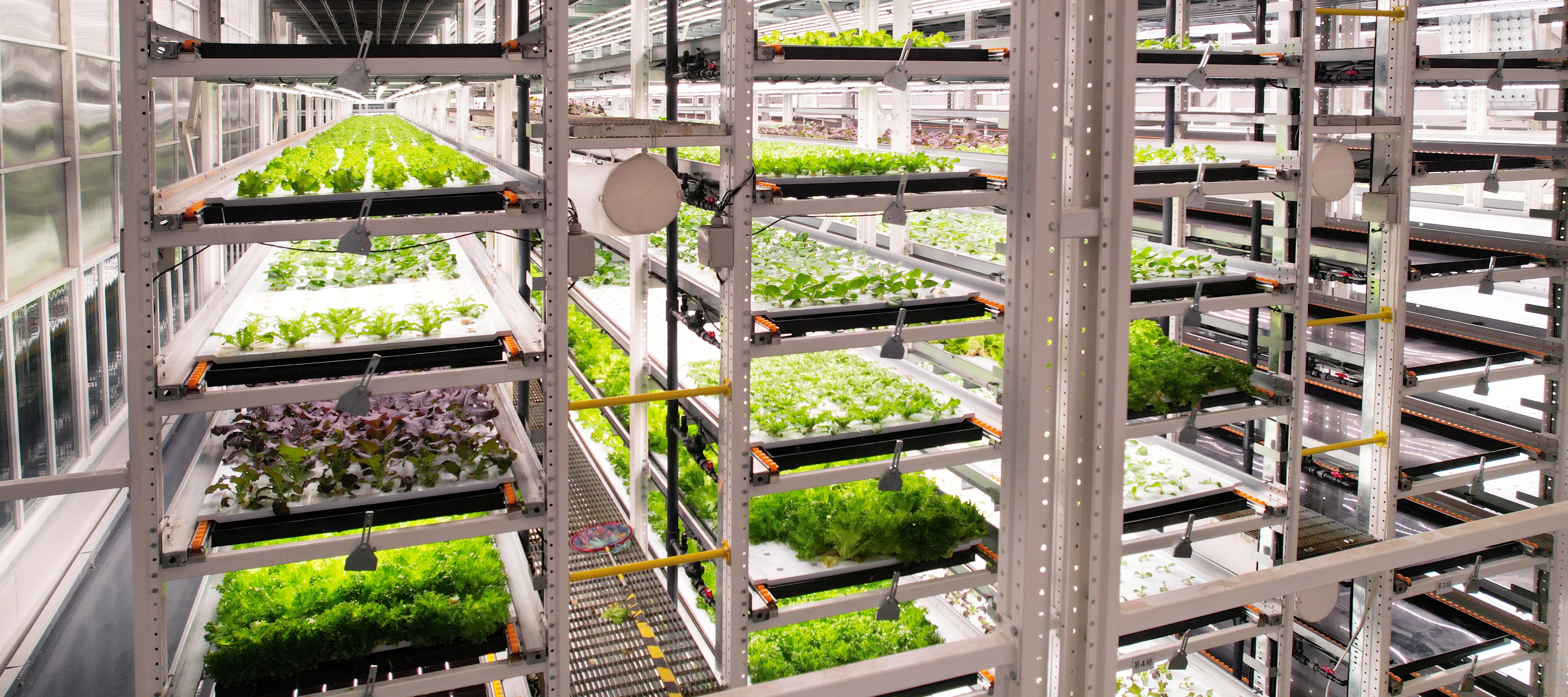 豪利777植物工厂蔬菜20231206 (2)_看图王.JPG